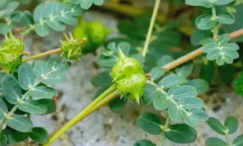 “Cỏ rác” mọc đầy làng quê Việt, giờ hóa “cỏ kim cương” được dân buôn săn lùng