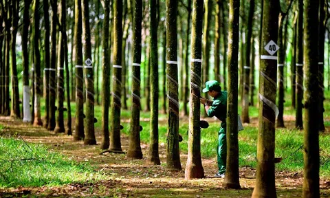 Cao su Đồng Phú chi gần 174 tỷ đồng trả cổ tức năm 2024, tỉ lệ 20%