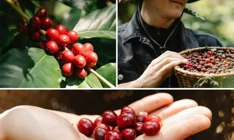 Cà phê Robusta Việt Nam đang bị đe dọa