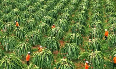 Không phải sầu riêng, một loại 'siêu trái cây' đang gặp khó tại Trung Quốc: Giá bất ngờ lao dốc 1 nửa, Việt Nam trồng nhiều nhất thế giới