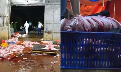Vụ triệt phá 3 đường dây giết mổ, buôn bán lợn bệnh tại Hà Nội: Tuồn cả nghìn con lợn bệnh ra thị trường, thu lợi 400 triệu chỉ trong 2 tháng