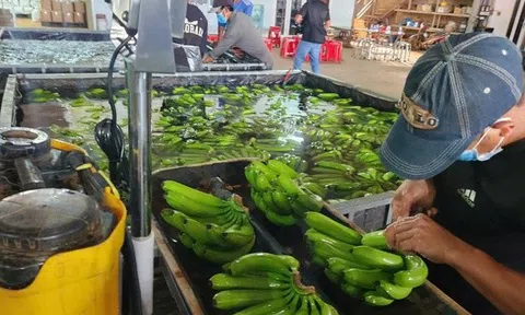 Sau sầu riêng, đâu là loại trái cây tỉ đô mới của Việt Nam?