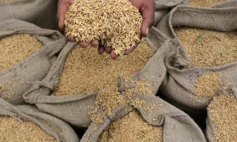 Không phải Thái Lan hay Việt Nam, Nhật Bản ‘chọn mặt gửi vàng’ mua gạo từ một vựa lúa châu Á: Nhập khẩu tăng gấp 6 lần, dự kiến chốt đơn 10.000 tấn