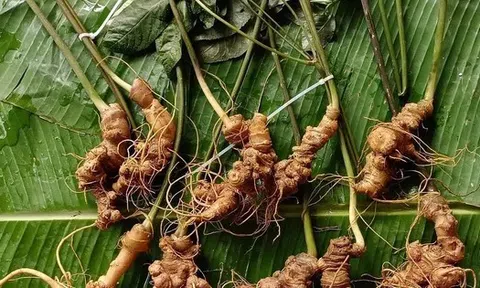 Sâm Lai Châu – 'Báu vật' giữa đại ngàn và giấc mơ thương hiệu quốc gia