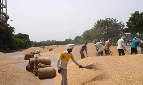 Một loại nông sản trời ban cho Việt Nam bất ngờ được Bangladesh săn mua: Xuất khẩu tăng hơn 81.000%, nước ta là 'trùm' thứ 3 thế giới