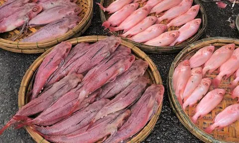 Đà Nẵng: Ban quản lý chợ Cẩm Lệ nói gì về phản ánh cá biển có màu bất thường?