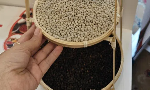 Giá tiêu Đắk Lắk và nhiều địa phương tăng mạnh trở lại