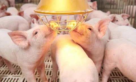 Dabaco có 31 công ty con sau thương vụ thâu tóm Lam Sơn Như Xuân