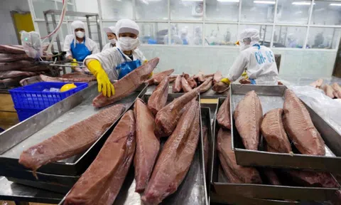 Xuất khẩu cá ngừ Việt Nam mất đà tại nhiều thị trường lớn