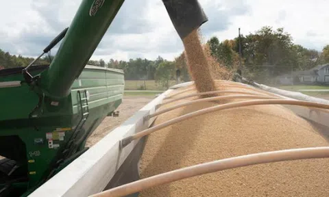 Trung Quốc dư thừa một mặt hàng, nông dân Mỹ ‘ngồi trên đống lửa’