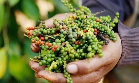 Hiệp hội Hồ tiêu và cây gia vị 'kêu cứu'