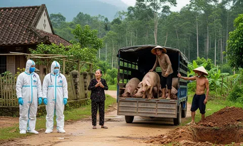 Gần 55.000 con heo bị chôn lấp, nông dân Quảng Trị điêu đứng