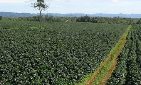 Quốc gia Bắc Phi với 46 triệu dân cực chuộng thức uống từ "vàng đen" Việt Nam: Đắk Lắk trồng rất nhiều