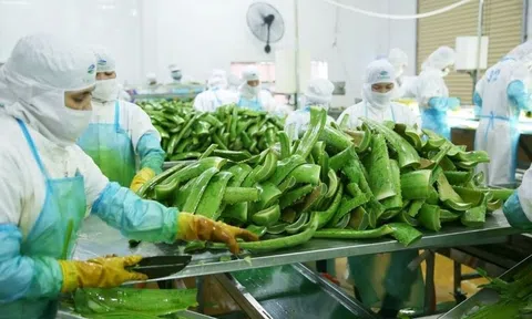 'Trùm' cung cấp nguyên liệu cho Vinamilk, Masan chi phối 'vua nha đam'