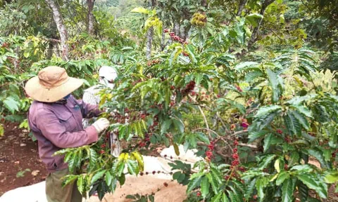 Khoảng trống trong dự thảo sửa đổi Nghị định 103/2024