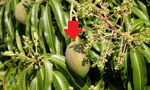 Vượt xa Campuchia, Thái Lan, một mặt hàng của Việt Nam chiếm lĩnh thị trường Trung Quốc, chiếm tới 97%