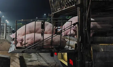 Giá heo hơi nhích tăng, chợ buôn hết lo ế