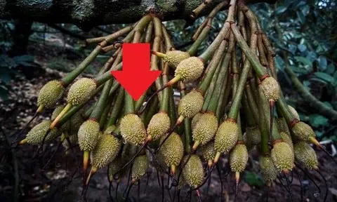 Lần đầu tiên mặt hàng xuất khẩu tỷ USD của Việt Nam có quy trình kiểm soát riêng