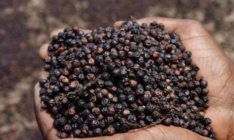 Hồ tiêu Việt Nam 'một mình một chợ' dù cả thế giới liêu xiêu