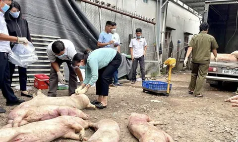 Ổ dịch tả heo châu Phi tăng 187%, Đồng Nai chỉ đạo "nóng"