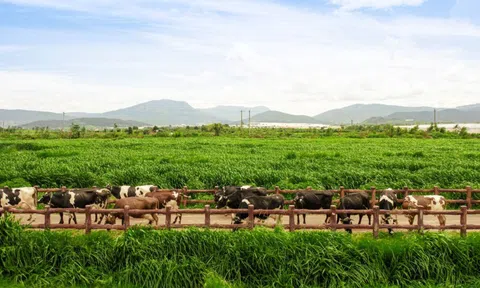 Vinamilk và bài học biến chi phí xanh thành sức mạnh thương hiệu