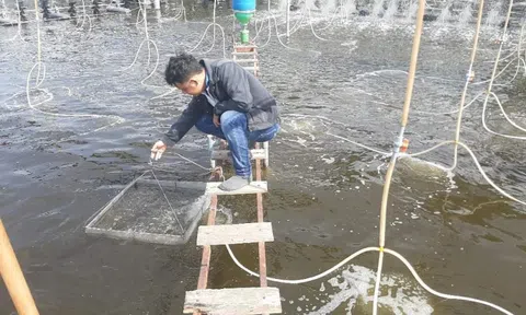 De Heus góp phần thúc đẩy ngành tôm Việt Nam phát triển xanh, bền vững