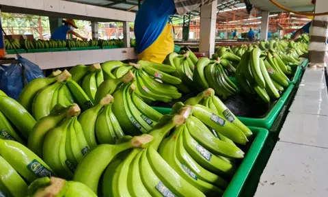 Không phải sầu riêng, 'siêu trái cây' của Việt Nam được Nhật Bản ngày càng ưa chuộng: Sắp hưởng ưu đãi thuế 0%, xuất khẩu tăng 14 lần