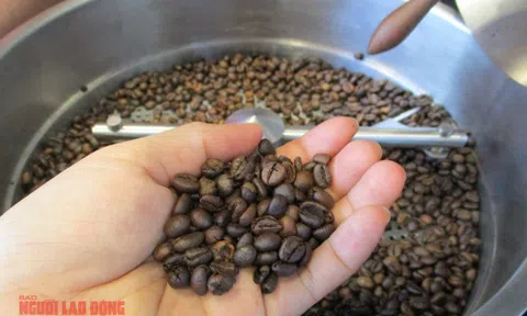 Giá cà phê hôm nay 23-9: Bật tăng 3 con số