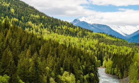 Gỗ Canada mở ra tiềm năng mới cho các nhà sản xuất Việt Nam