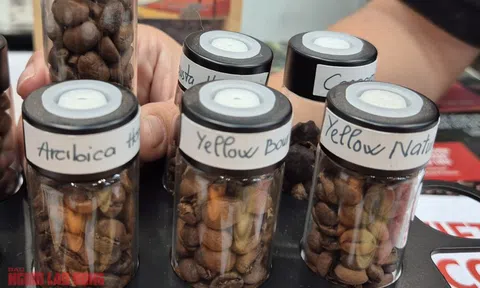 Giá cà phê hôm nay 24-9: Giảm rất mạnh