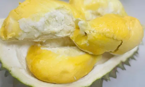 Lão nông miền Tây trồng được giống sầu riêng lạ, bán 700.000 đồng/kg