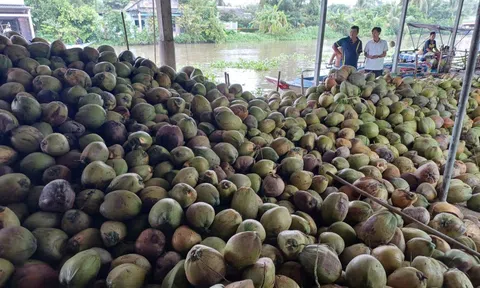 Dừa khô Thái Lan giá rẻ tìm đường đổ bộ sang Việt Nam