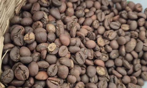 Giá cà phê hôm nay 29-9: Tuần mới giá đi về đâu?