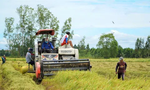 Vì sao giá lúa ở An Giang giảm mà bà con lại vui?