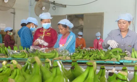 Sau sầu riêng, lộ diện 'át chủ bài’ của nông sản Việt