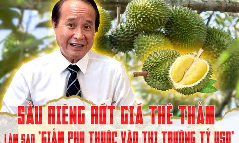 Sầu riêng rớt giá thê thảm, làm sao ‘giảm phụ thuộc vào thị trường tỷ USD’?