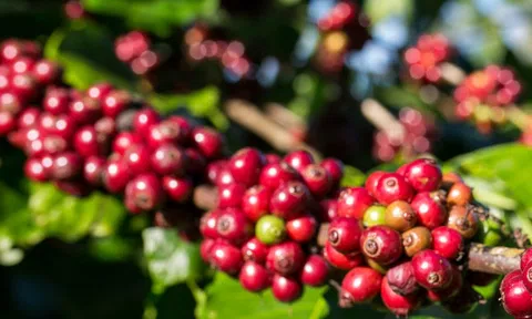 Giá cà phê hôm nay 10-10: Tăng mạnh rồi đi lùi