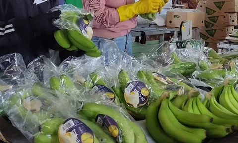 Giải mã sức nóng của chuối Việt Nam ở thị trường Trung Quốc, Nhật Bản