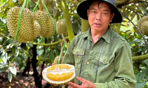 Sầu riêng sượng nước, nông dân bất lực nhìn giá rớt thảm