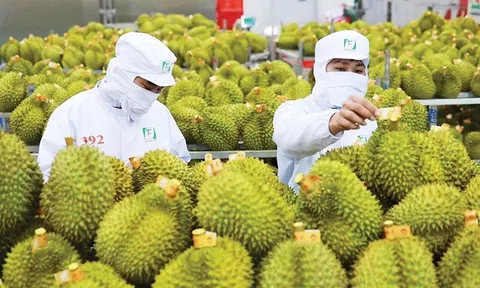 Lần đầu tiên có quy trình kiểm soát đặc biệt với sầu riêng