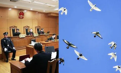 Cựu cục trưởng mê chim bồ câu quý, nhận hối lộ gần 100 con trị giá hàng tỷ đồng