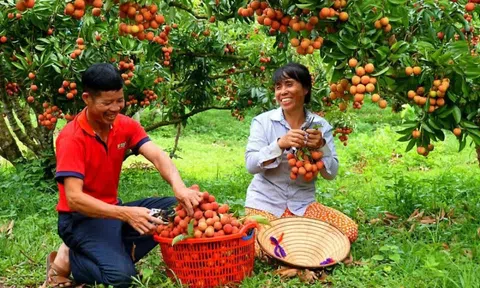 Hơn 2.000 tấn vải thiều dự kiến được xuất khẩu