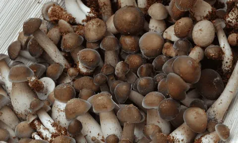 Loại nấm siêu 'chảnh' mỗi năm chỉ mọc một lần trên tổ mối, giá hàng triệu đồng/kg ở miền Tây