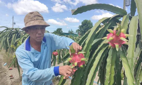 Giá nông thủy sản miền Tây: Trái thanh long "bán rẻ như cho" tại vườn