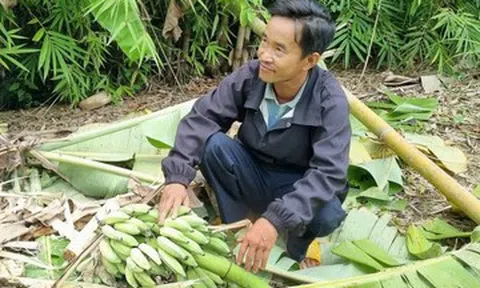 3 con voi rừng phá nát nương rẫy, người dân Lâm Đồng 'đứng ngồi không yên'