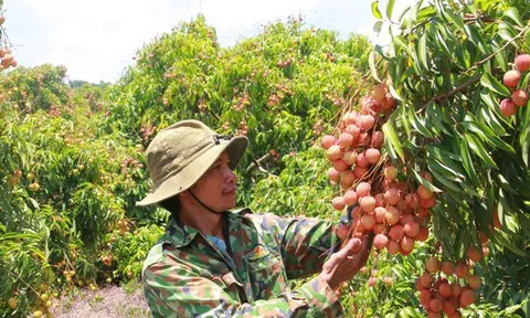 Vải thiều Đắk Lắk chín sớm, ồ ạt xuất ngoại