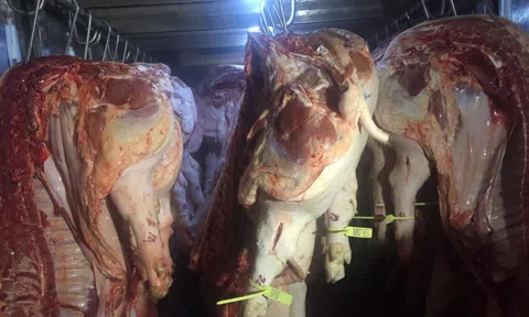 Tin tức giá heo hơi ngày 14-10: Tiếp tục giảm sâu