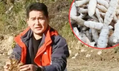 Tìm "mỏ vàng” trên cây thuốc có từ 2.000 năm trước, kiếm tiền tỷ/năm