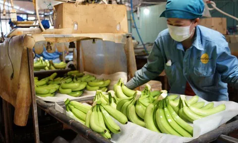 Loại quả "trăm triệu USD" của Việt Nam lọt Top 10 thế giới: Riêng Trung Quốc chốt đơn 1,69 triệu tấn