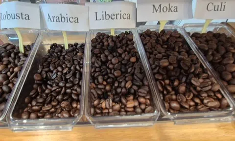 Giá cà phê hôm nay 17-9: Giảm nhẹ, cà phê Brazil khó sang Mỹ, đổ sang EU